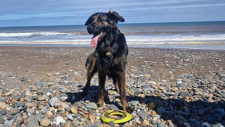 A German shepherd crossbreed stands on a sunny beech, with a toy at their feet.