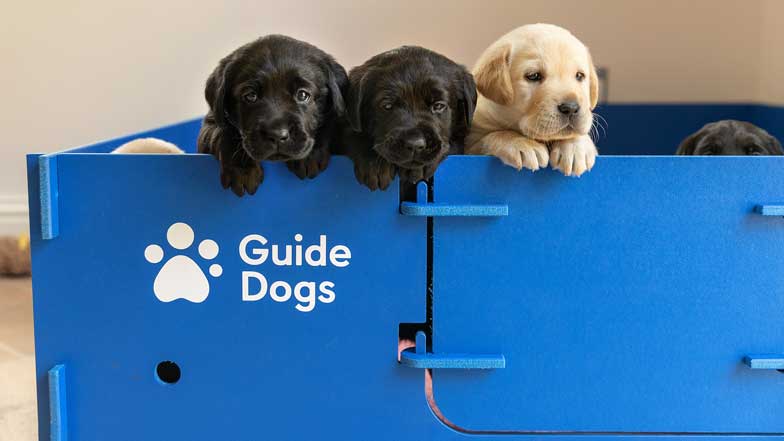 Three guide dog puppies, two black and one yellow, looking over the top of their whelping bed 