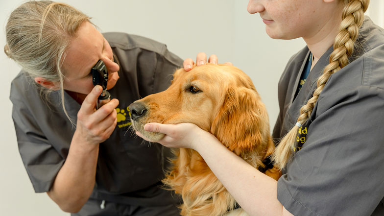 Two veterinary surgeons examine a golden retriever 