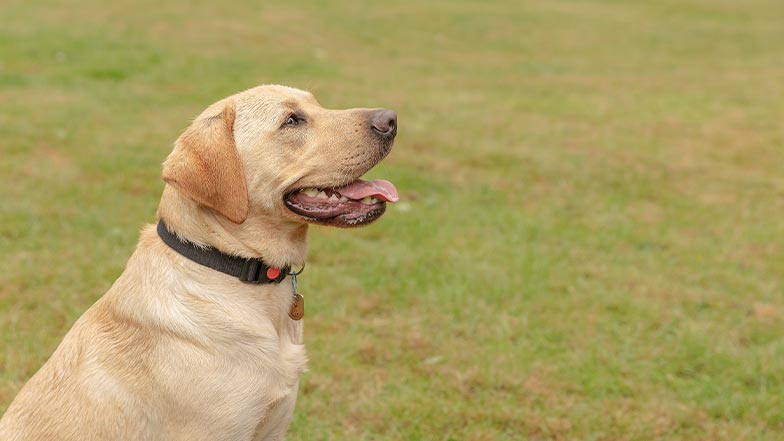 A guide dog in training is sat in a grassy field, looking up and smiling.