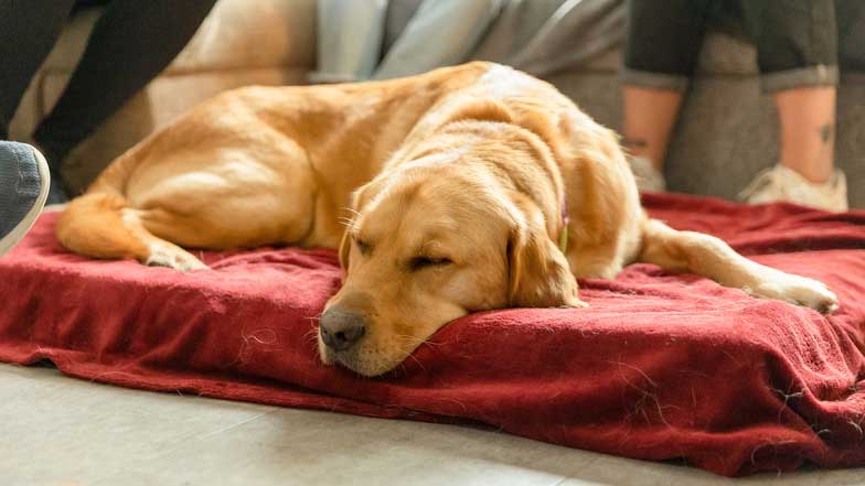 A guide dogs lies down on his bed.