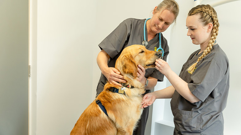 A vet and vet nurse perform a physical check on a dog.