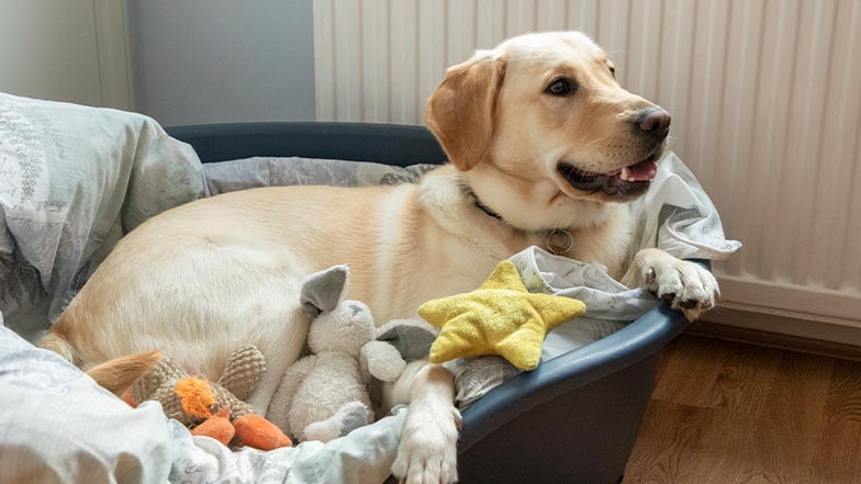 A guide dog in training sits in her dog bed. She is surrounded by soft toys.