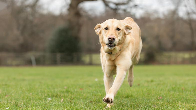 A Labrador cross Golden Retriever runs towards the camera in a grassy field