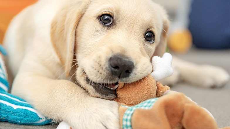 A puppy plays with a soft dog toy.