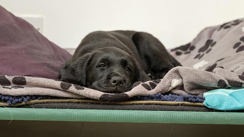 A young puppy sleeps on a dog bed, surrounded by blankets.