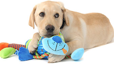A guide dog holding a cuddly toy in its mouth