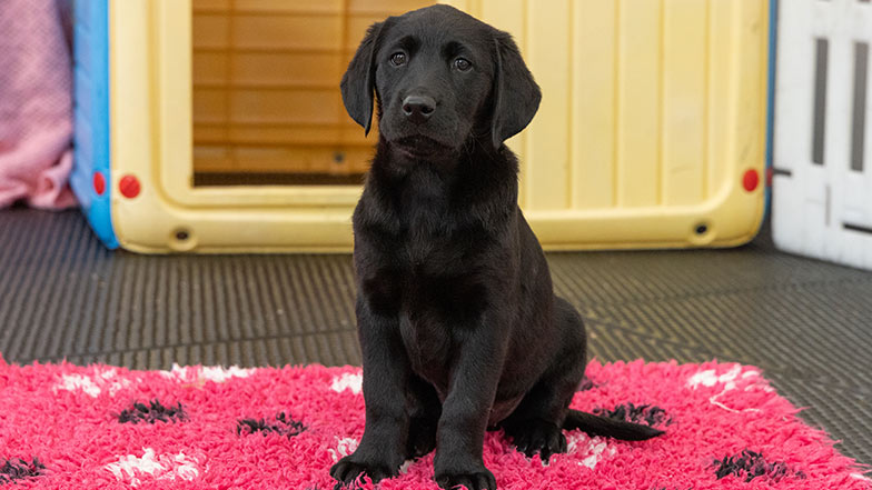 Black Labrador puppy sitting on a pink puppy pawprint mat.