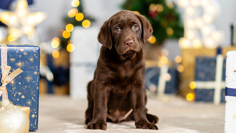 Chocolate Labrador Robin sitting amongst Christmas presents and lights