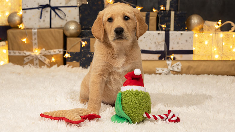 Guide dog sponsor pup Buttons sitting with toys and Christmas presents.