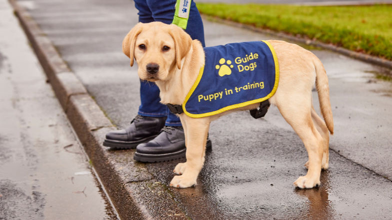 Guide dog puppy stands on pavement wearing puppy in training jacket