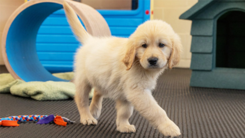 Guide dog puppy Crumble a fluffy golden retriever walking in front of a play kennel and tunnel