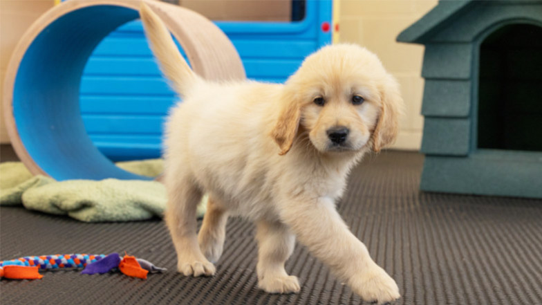 Guide dog puppy golden retriever walking in front of a play kennel and tunnel