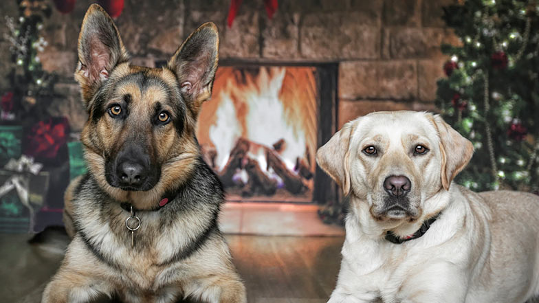 A German shepherd and golden Labrador both with ears cocked laying in front of an open fire with Christmas trees behind them