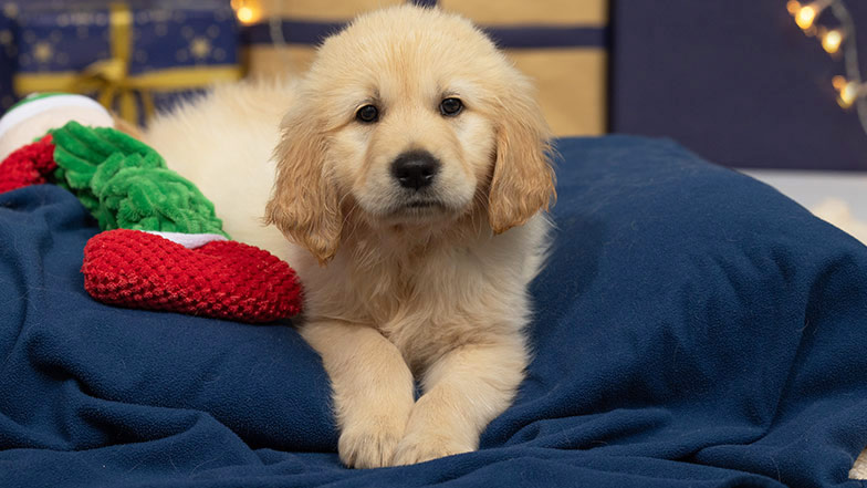 Guide dog sponsor puppy Crumble laying with her paws over a blanket in front of Christmas presents and lights