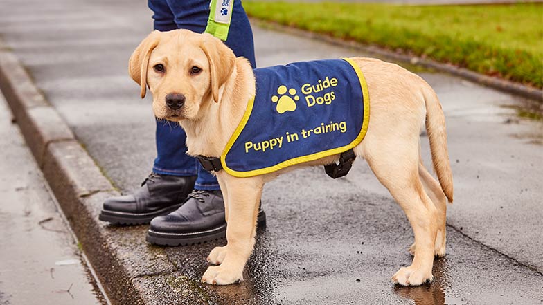 Yellow Labrador puppy wearing a "Puppy in training" jacket standing at the kerb with puppy raiser. 