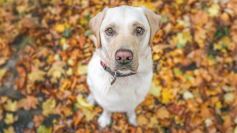 Golden Labrador surrounded by Autumn leaves looking to camera 