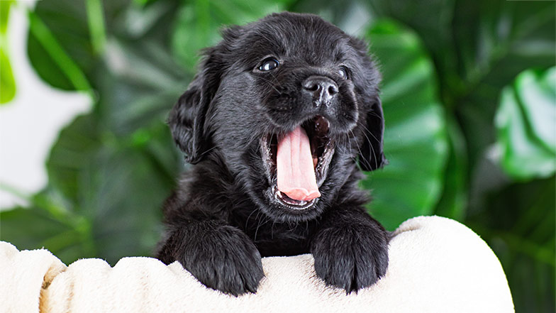 Black Labrador puppy yawning