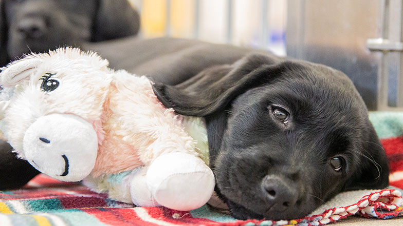 A sleeping black Labrador puppy with a toy