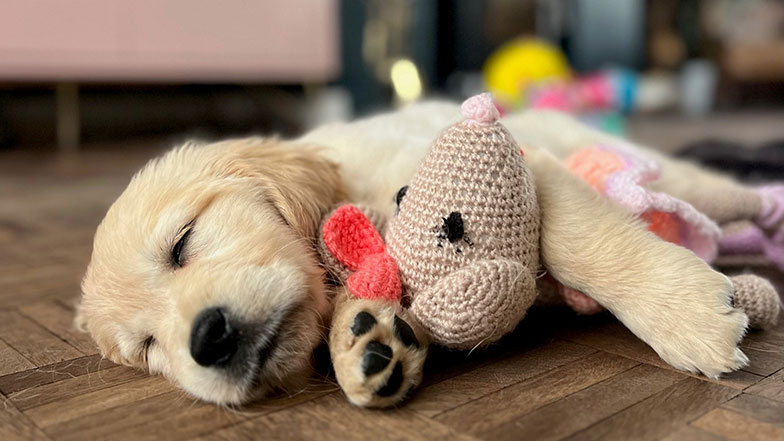 A guide dog puppy sleeping on the floor with a toy