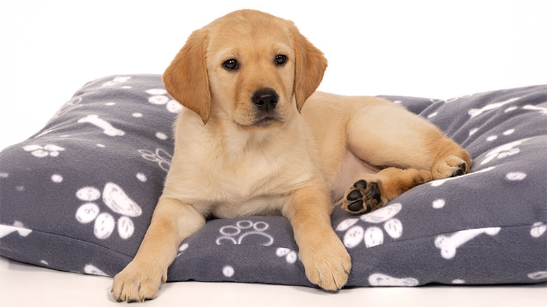 Yellow Labrador lying on a puppy a paw print design dog bed.