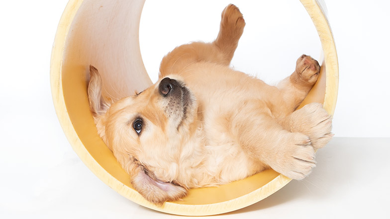 Golden retriever guide dog puppy rolling in a tube