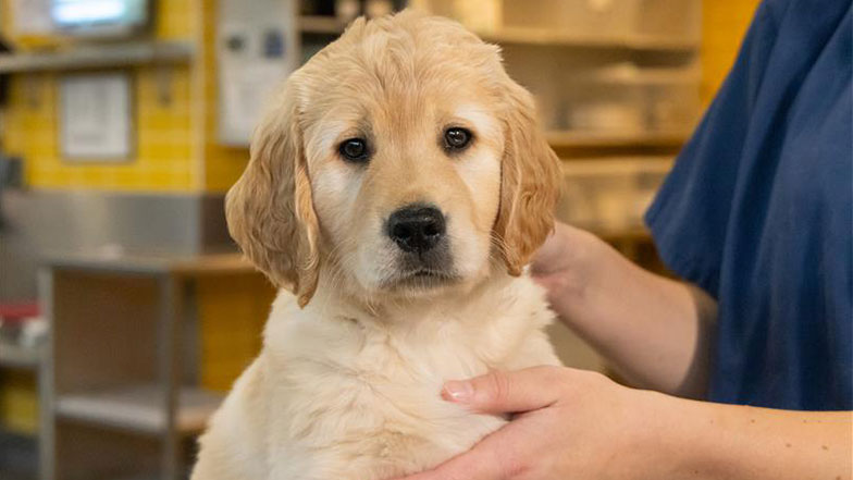 Golden retriever puppy looking towards camera held securely by a Guide Dogs' member of staff.