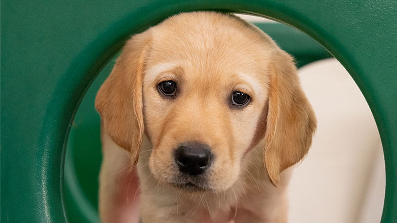Labrador/golden retriever puppy peeking through an outside play block.