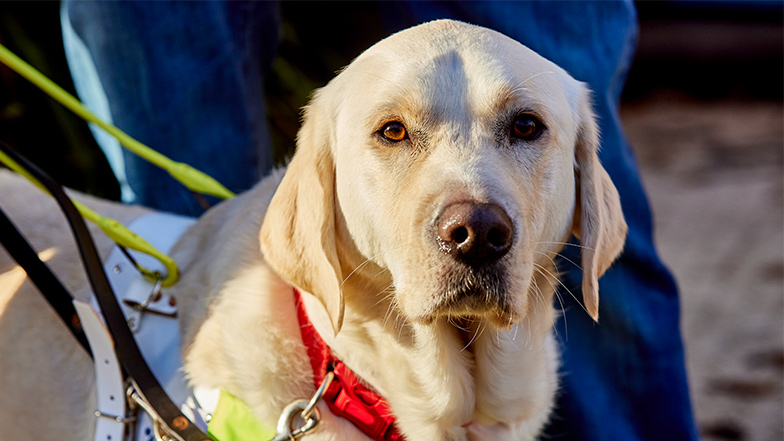 Yellow labrador guide dog in harness looks to camera