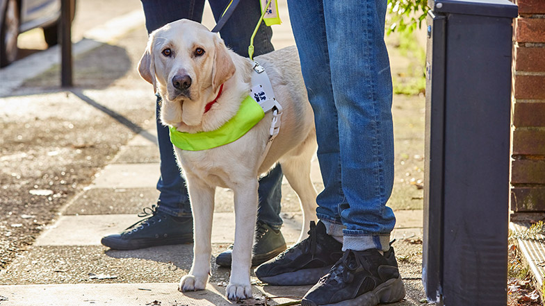 Yellow labrador stands in a harness on the pavement and looks to camera