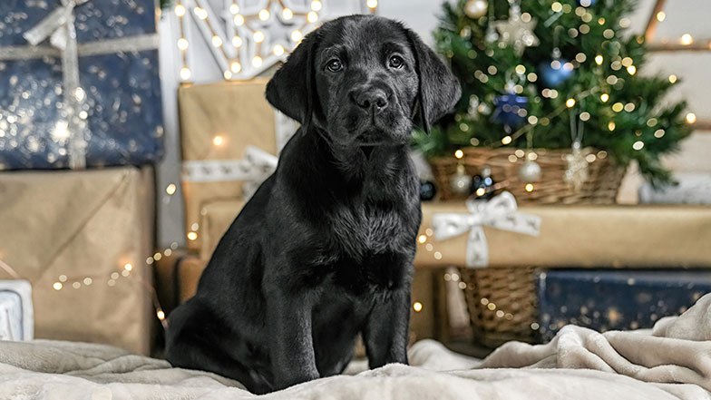 Black guide dog puppy sitting in front of Christmas presents, decorations and lights.