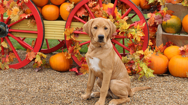 Guide dog puppy in training Titch sits before a vibrant pumpkin display