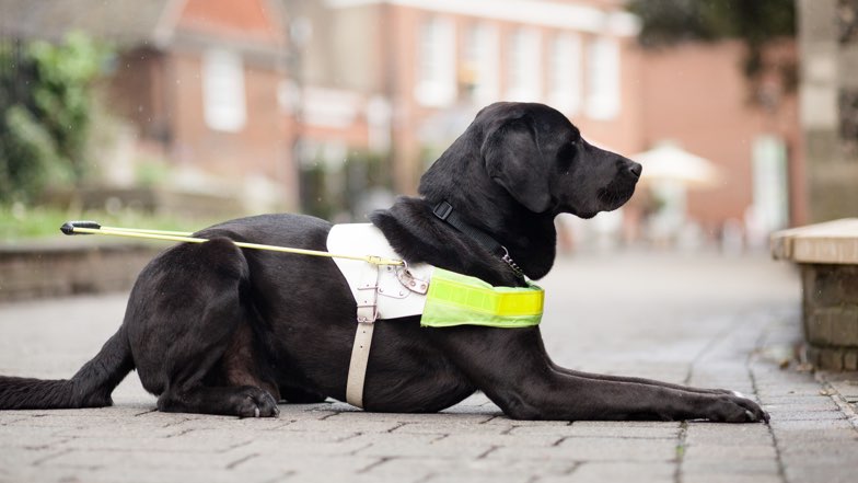 A black labrador in a harness is sat on the pavement