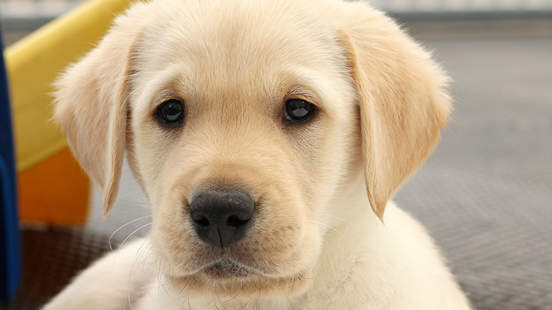 Guide dog puppy Atlas - a yellow Labrador named by fundraisers from Edinburgh Airport