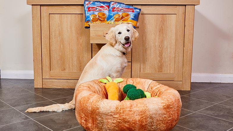 Yellow Retriever Labrador guide dog puppy bessie sits behind a Yorkshire pudding shaped dog bed