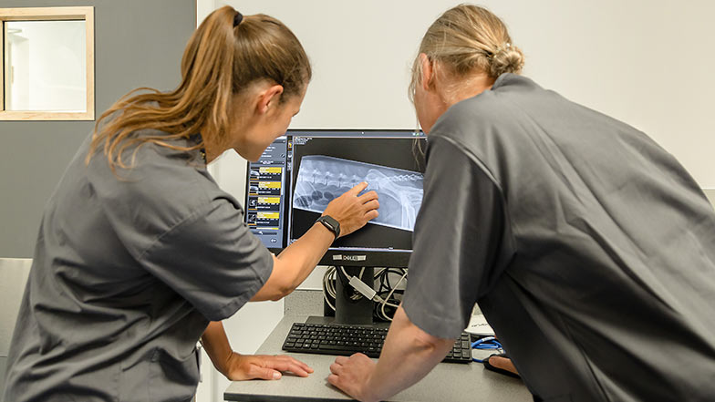 Two members of the Guide Dogs veterinary team look at a dog's x-ray picture on a computer screen