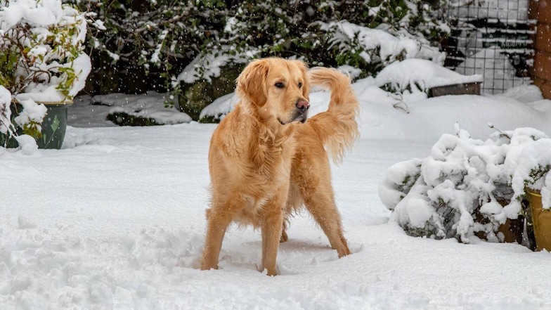 Rehomed guide dog Reggie in the snow