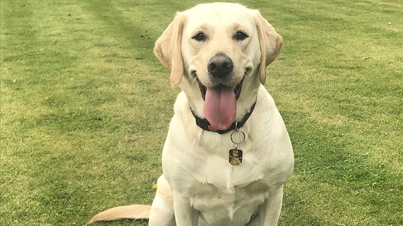 Guide dog-in-training Mabel supported by players of People's Postcode Lottery