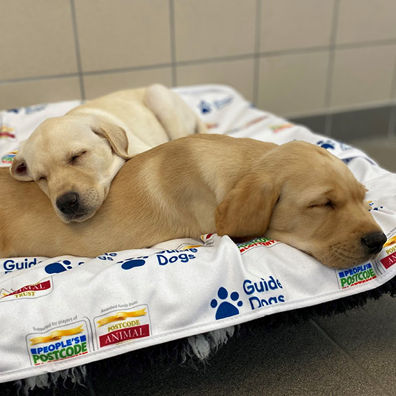 Two yellow Labrador puppies sleeping on a Guide Dogs and People's Postcode Lottery branded blanket