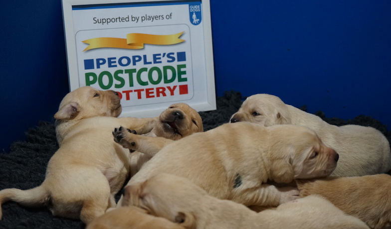 Litter of puppies funded by players of People's Postcode Lottery
