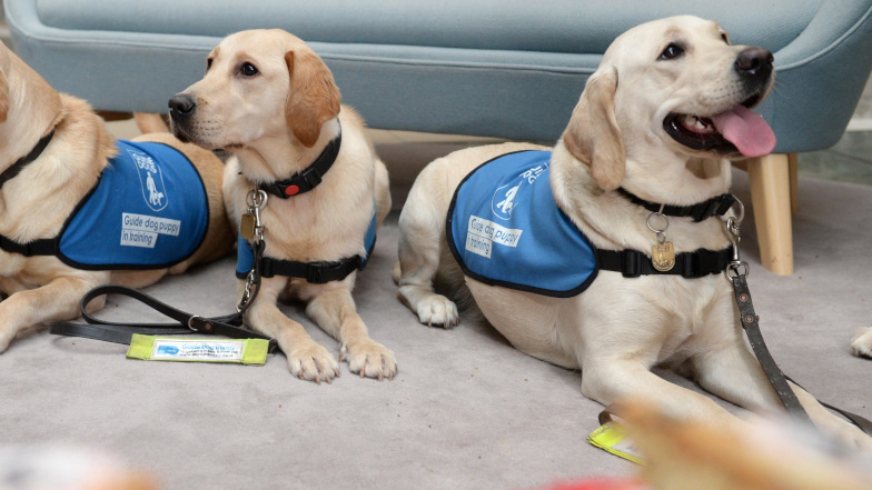 Two Players Postcode Lottery player-funded puppies wearing their guide dogs training jackets