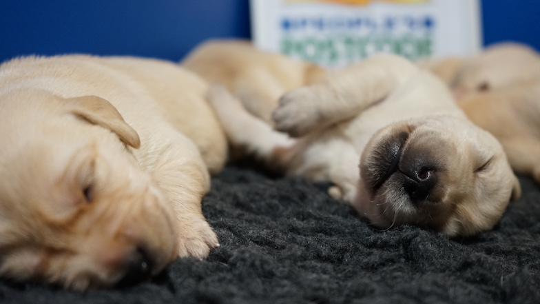 Close up photo of two People's Postcode Lottery player-funded puppies sleeping