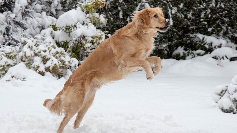 Rehomed guide dog Reggie jumping in the snow