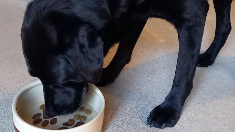 Guide dog Baden eating Royal Canin food
