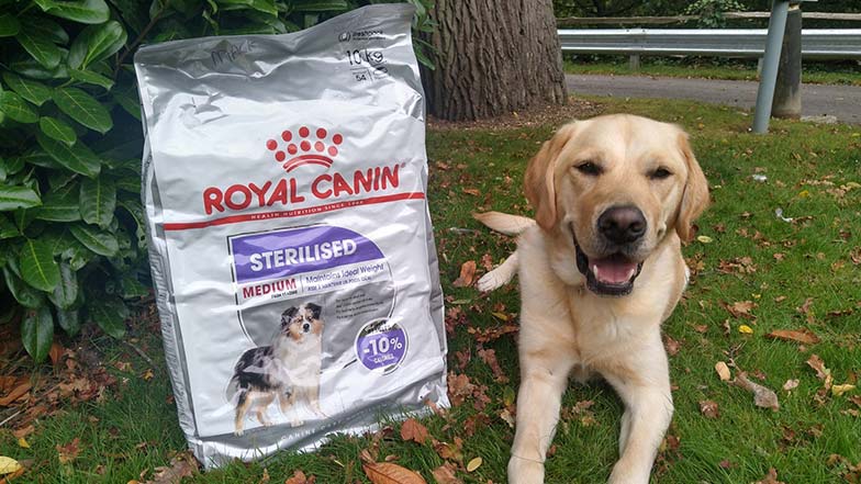 Yellow Labrador guide dog Jonny lays by a bag of Royal Canin food