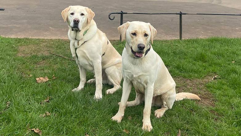 Guide dog Robin sat on the grass with retired guide dog Albert sat behind him to the left