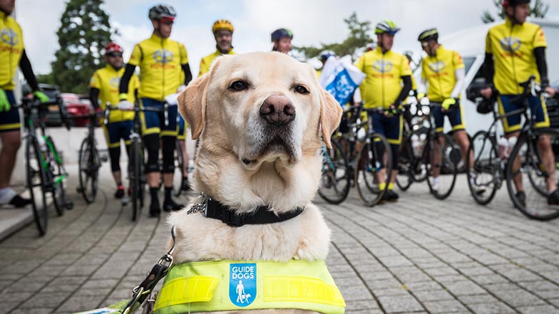 A yellow Labrador guide dog sits in front of Toyota staff with their bikes ready to start a cycling challenge