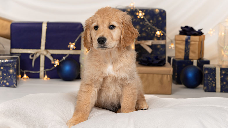 Golden retriever Parsnip sitting in front of Christmas presents and sparkly lights.