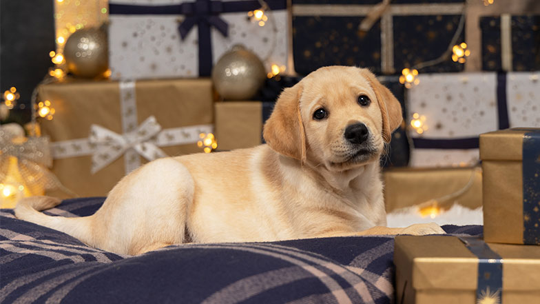 Guide dog sponsored pup Buttons laying on a check blanket in front of Christmas presents and lights