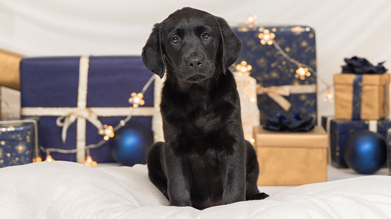 Black Labrador sponsor pup Clara sitting in front of several Christmas presents and sparkly lights.